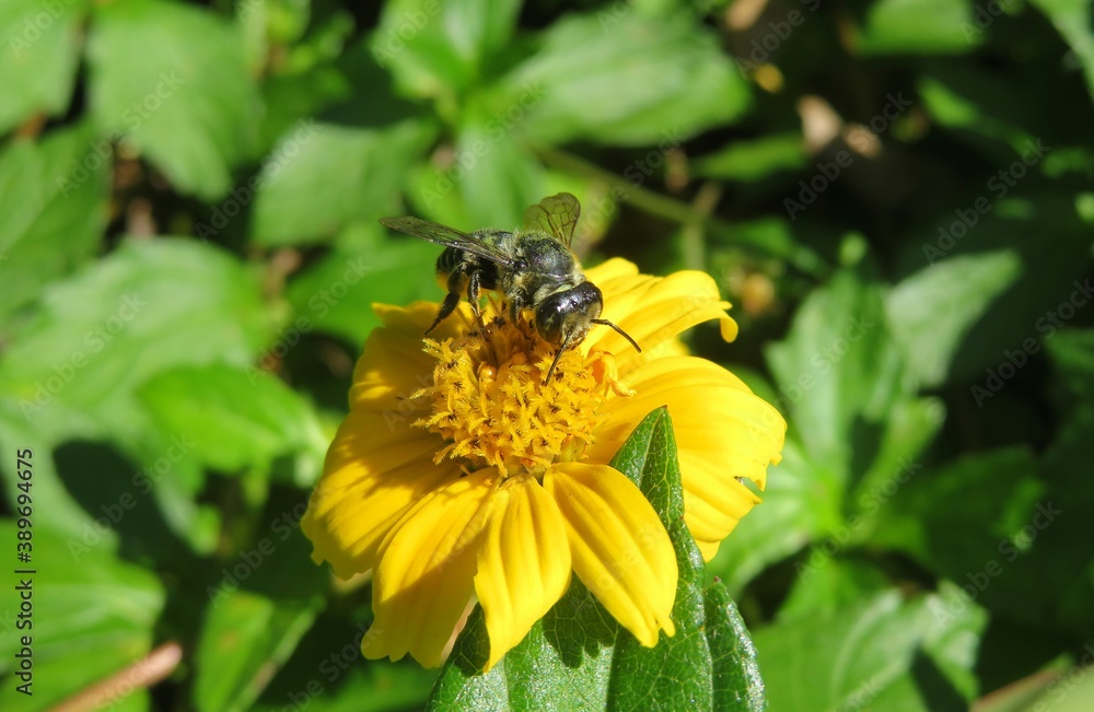 Tropical bee on yellow flower in Florida nature, closeup Tropical bee on yellow flower in Florida nature, closeup