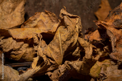 A closeup picture of brown autumn leaves. Picture from Malmo, southern Sweden