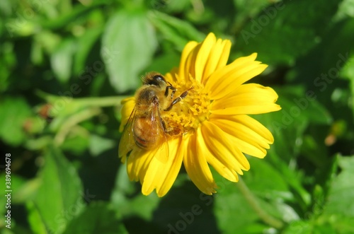 Bee on yellow flower in Florida nature, closeup © natalya2015