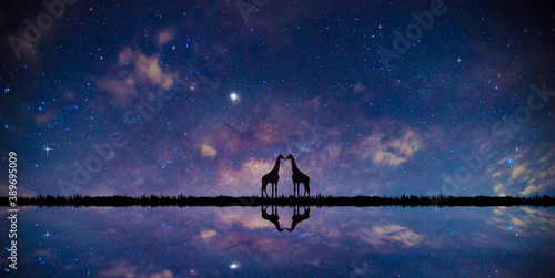 Universe filled with stars, nebula and galaxy with noise and grain.Photo by long exposure and select white balance.Dark night sky.Panorama blue night sky milky way.with Silhouette Giraffe.