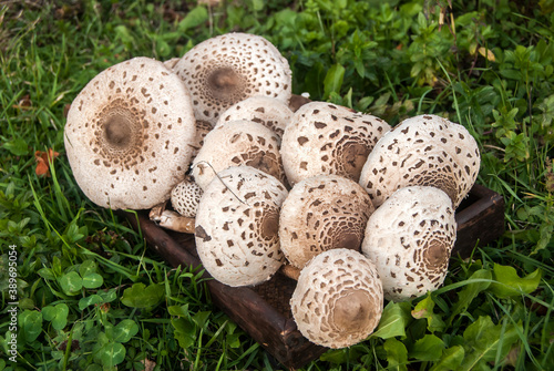 Parasol mushrooms Macrolepiota procera picked closeup as food background