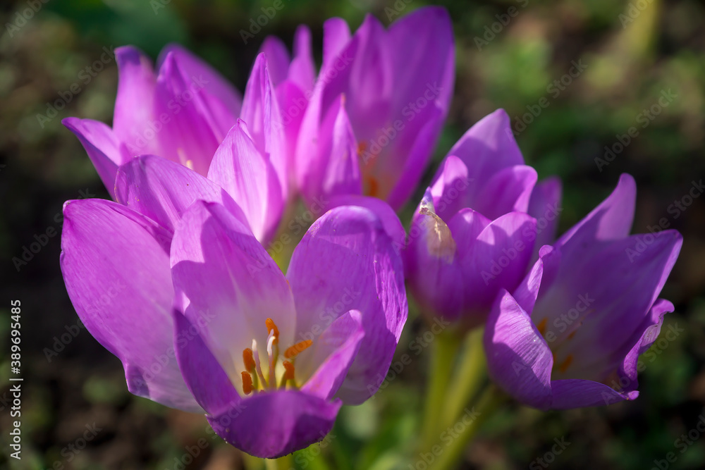 Various bright and beautiful flowers blooming in gardens and parks. Various bright and beautiful flowers blooming in gardens and parks.