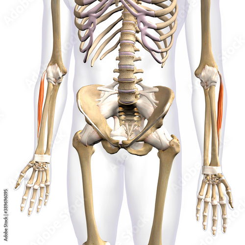 Quadro em tela Lower Arm Extensor Carpi Radialis Brevis Muscles Isolated on Male Human Skeleton