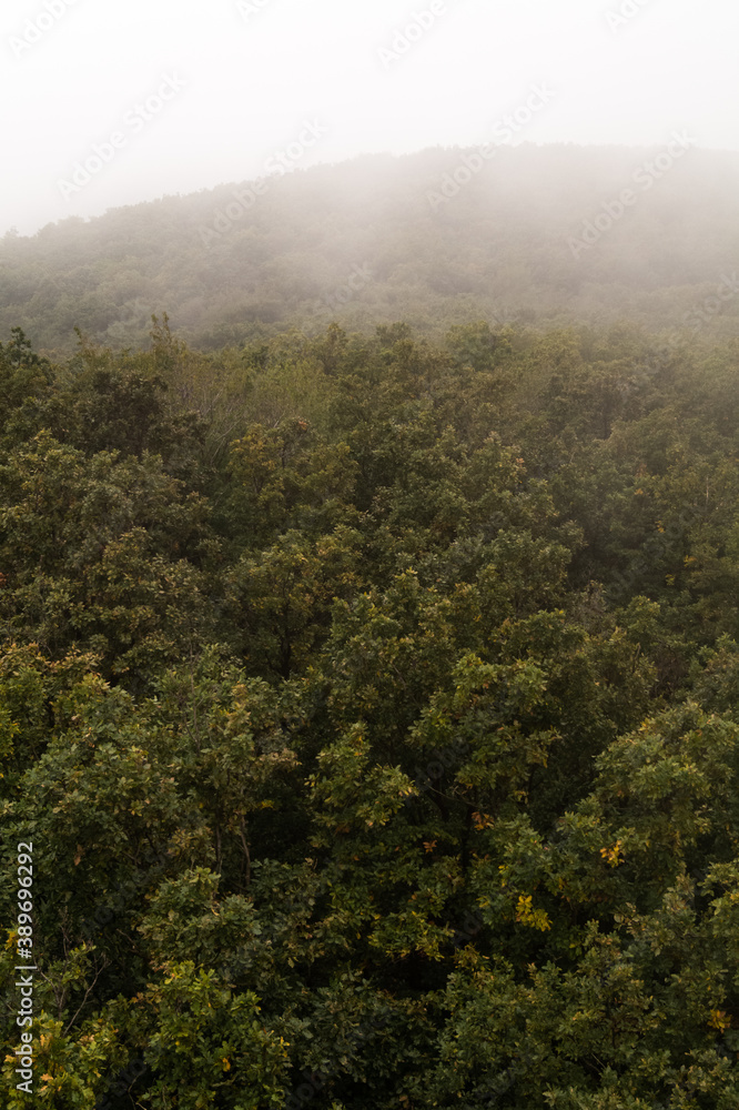 Fototapeta premium Morning Foggy Forest