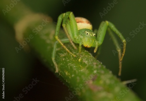 little green spider Diaea dorsata © Tomas