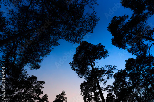Crowns of pine trees against the blue sky at sunset.