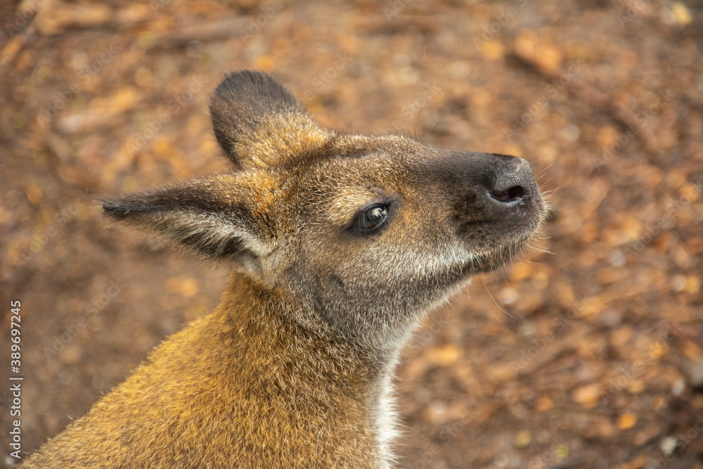 Close-up picture of a funny wallaby profile in a Australia Close-up picture of a funny wallaby profile in a Australia