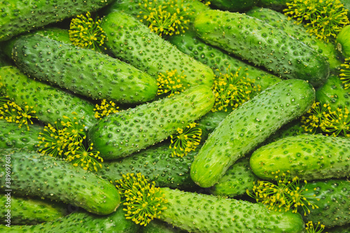 Cucumbers with dill from farmers market. Organic village vegetables. Fresh cucumbers ready for canning. Pickle cucumbers.