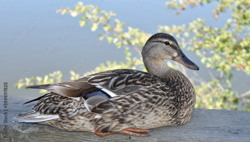Relaxed Duck