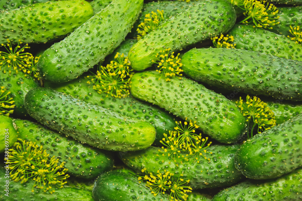 Cucumbers with dill from farmers market. Organic village vegetables. Fresh cucumbers ready for canning. Pickle cucumbers. Cucumbers with dill from farmers market. Organic village vegetables. Fresh cucumbers ready for canning. Pickle cucumbers.