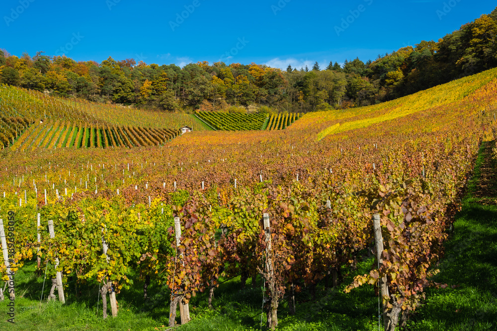 Weinberge am Mönchsberg mit Herbstfärbung