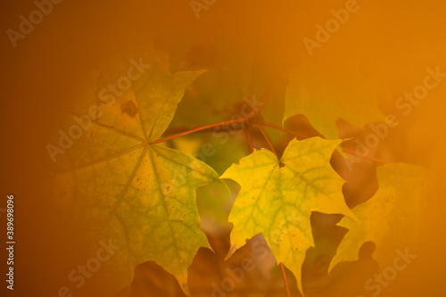 Bright and colorful autumn leaves patterns and backgrounds.