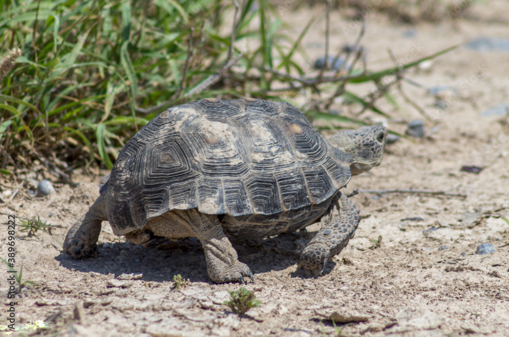 tortuga de desierto mexicano y algunas plantas verdes tortuga de desierto mexicano y algunas plantas verdes