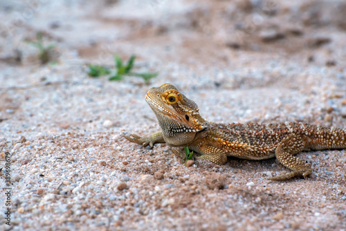 Bearded dragon in the sand 