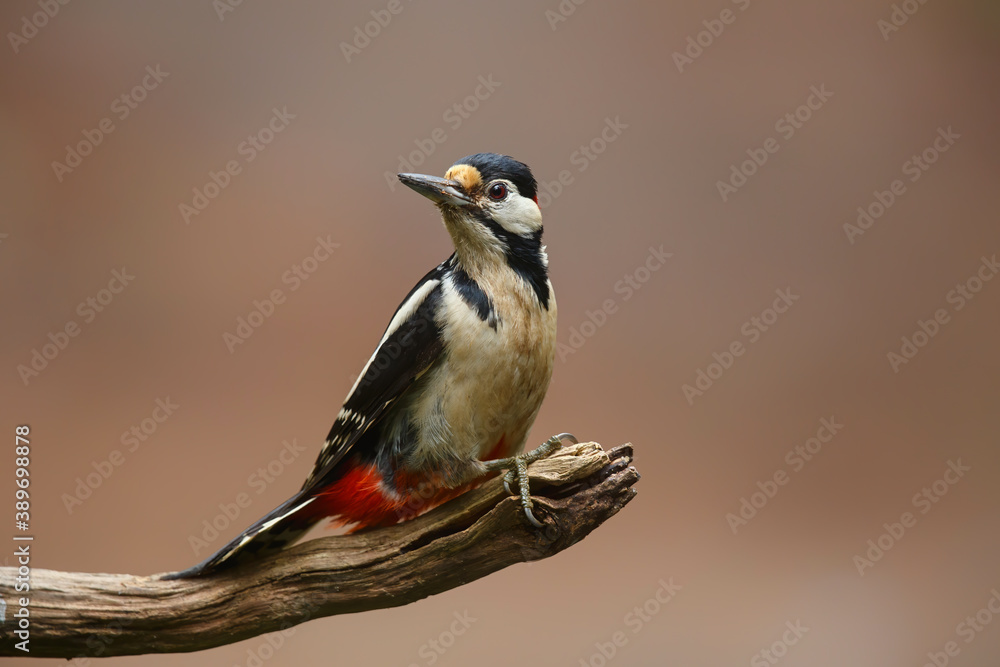 Fototapeta premium Great Spotted Woodpecker ( Dendrocopos major) sitting on a branch in the forest of Noord Brabant in the Netherlands. 