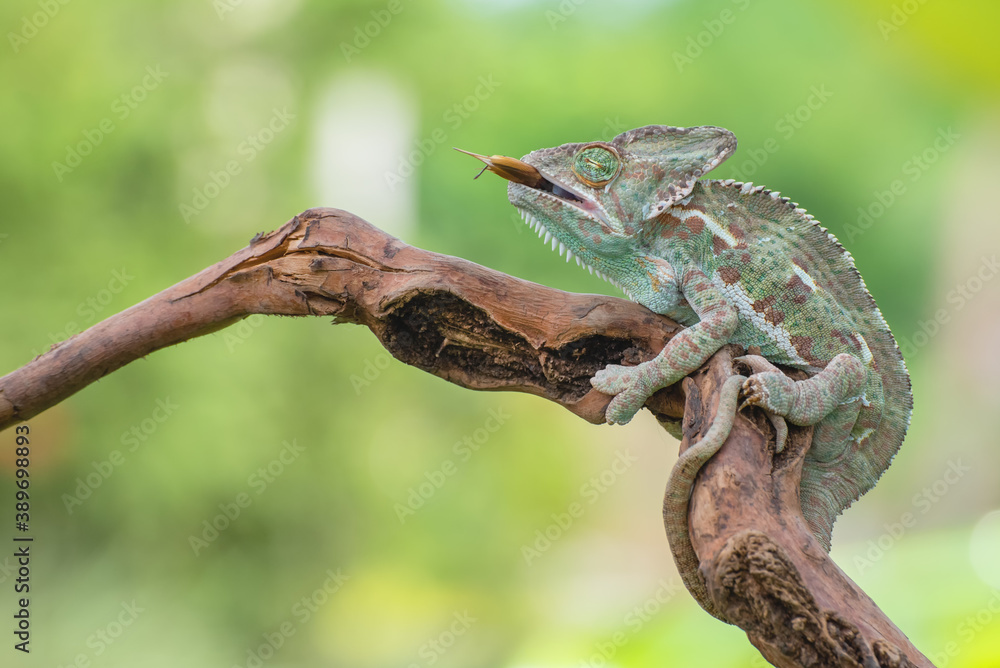 Veiled chameleon on tree branch (Chamaeleo calyptratus) Veiled chameleon on tree branch (Chamaeleo calyptratus)