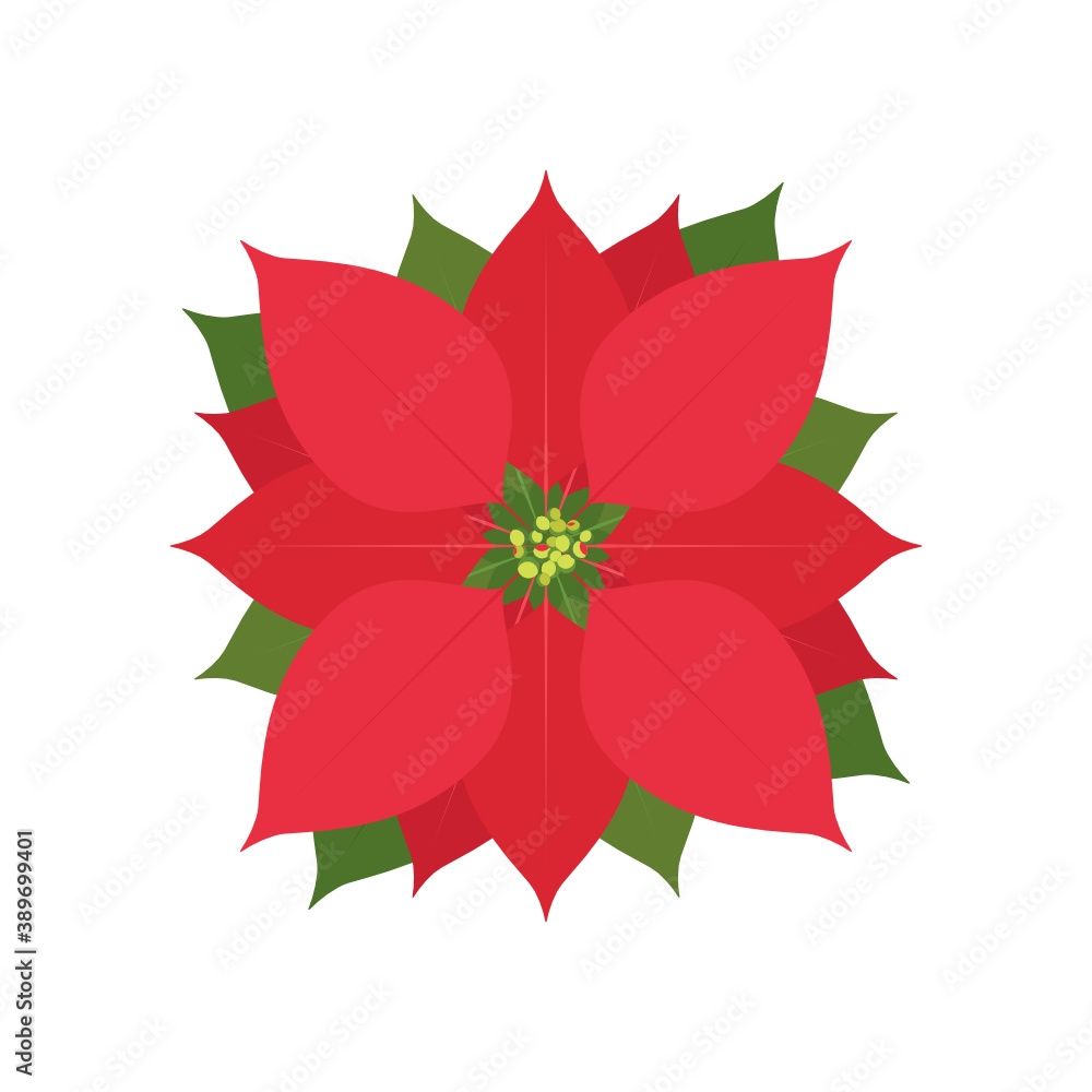 Poinsettia Flower, Christmas Flower. Christmas Floral Plant, Vector Illustration Background