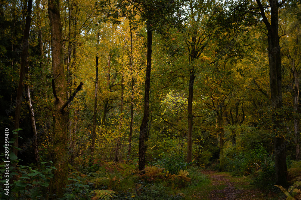 Atmospheric autumn woodland with a path and colourful leaves