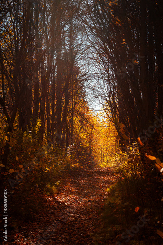 a beautiful alley passes through the park on a sunny autumn day