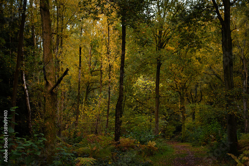 Atmospheric autumn woodland with a path and colourful leaves