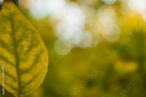 Bright and colorful autumn leaves patterns and backgrounds.