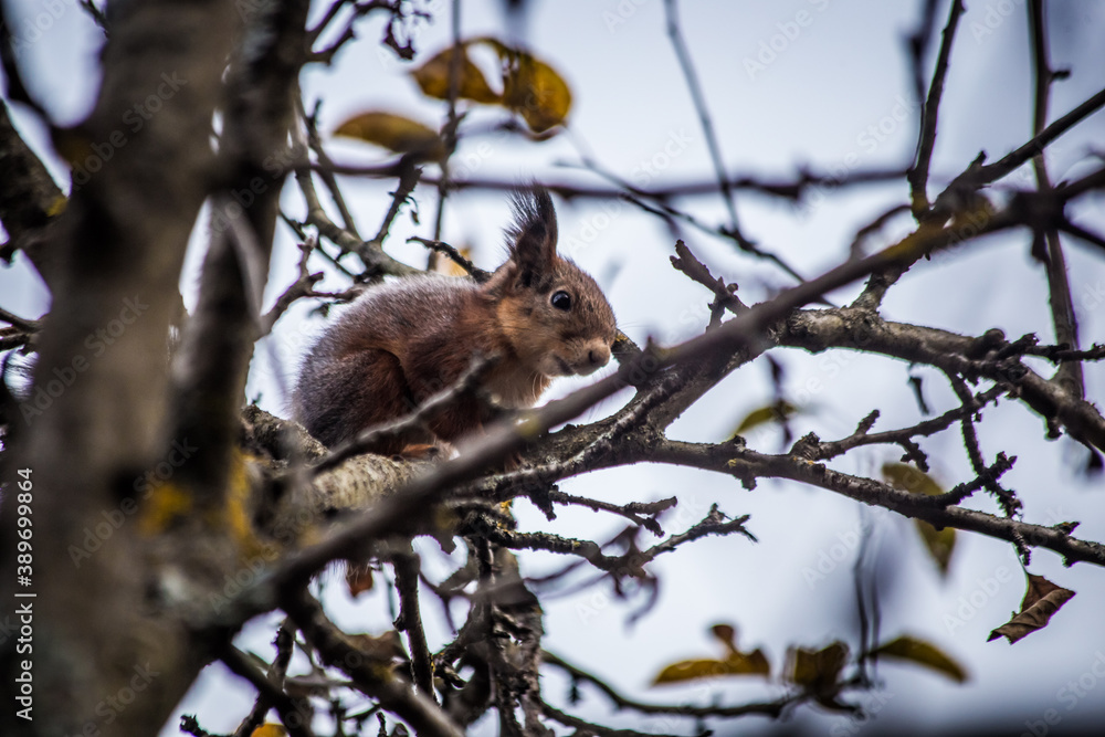A squirrel with a torn ear dexterously jumps on a tree on a cloudy autumn day A squirrel with a torn ear dexterously jumps on a tree on a cloudy autumn day
