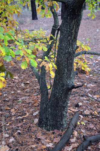 Forest near Kiev at autumn