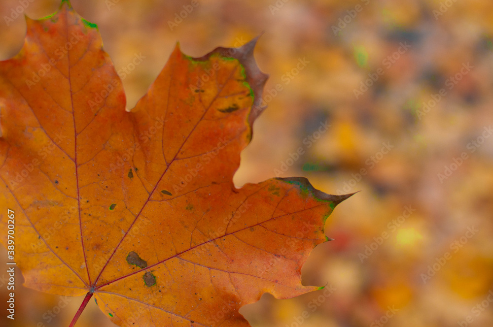 autumn autumn