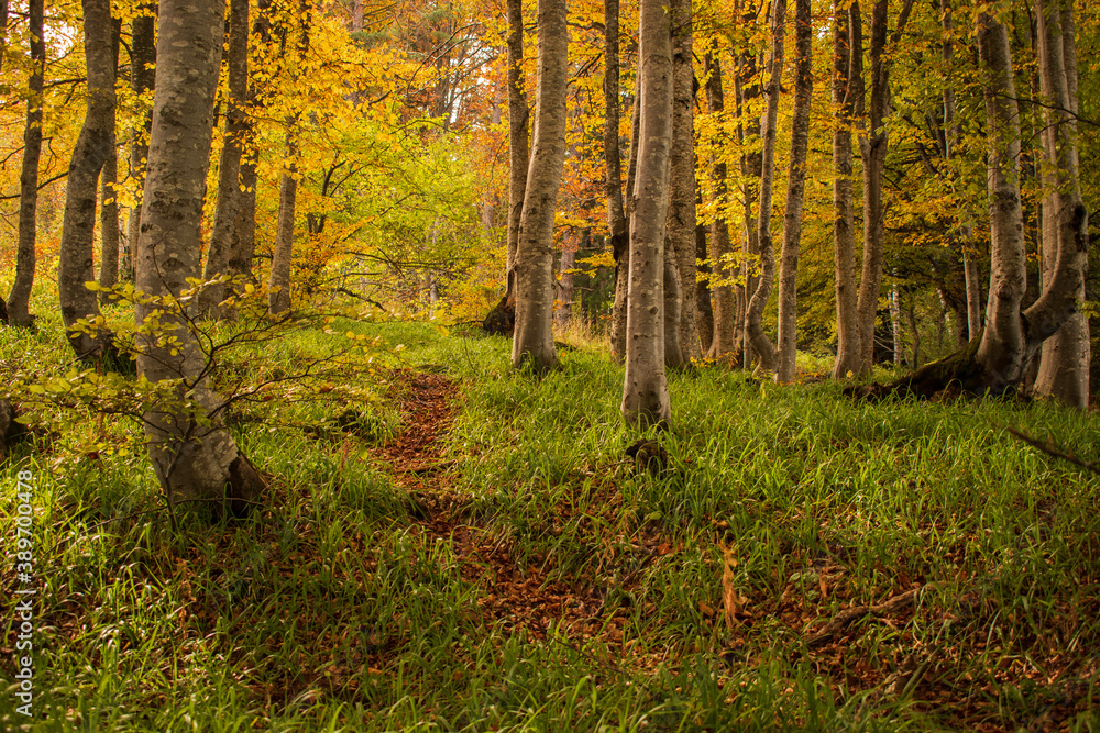 Mystical forest lanes lead to unknow wonder places.