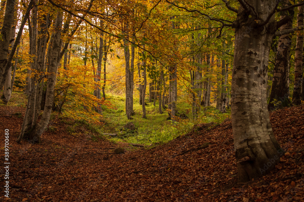 Fototapeta premium Mystical forest lanes lead to unknow wonder places.