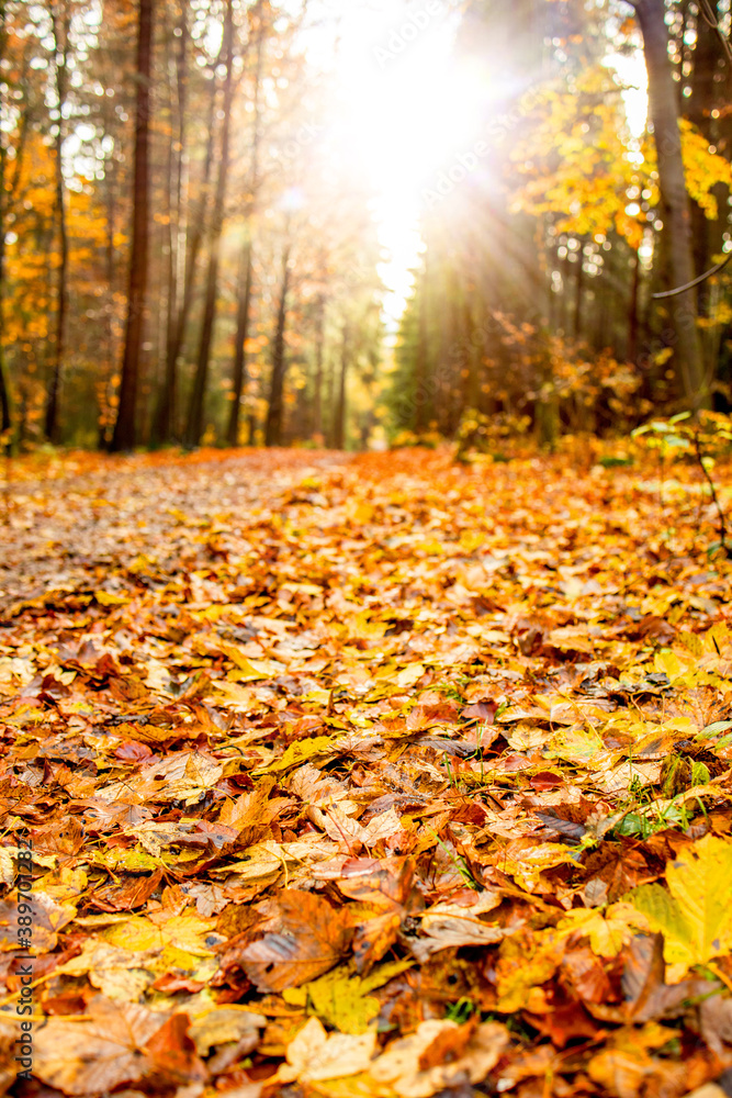 Herbstlaub Wald weg spazieren Herbstlaub Wald weg spazieren