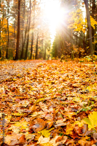 Herbstlaub Wald weg spazieren