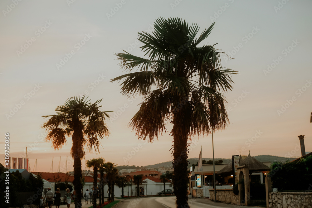Palm trees on the background of the sunset. Evening city, summer atmosphere