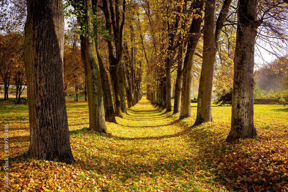 Obraz premium The alley is covered with fallen yellow, golden leaves, trees stand on both sides.