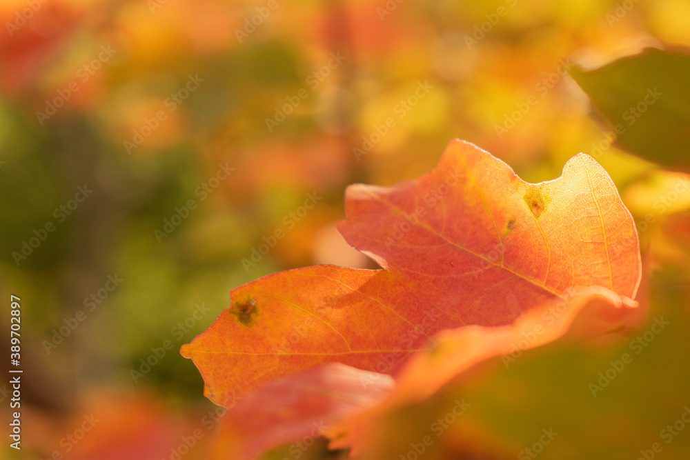 Bright and colorful autumn leaves patterns and backgrounds.