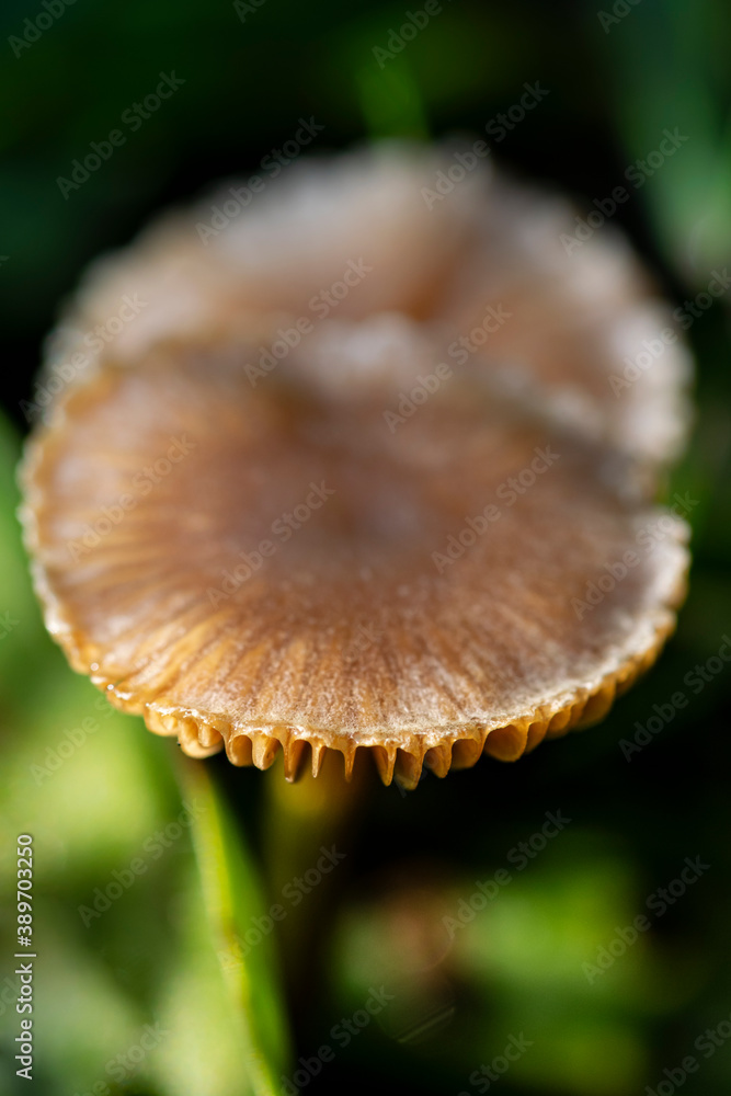 champignon champignon