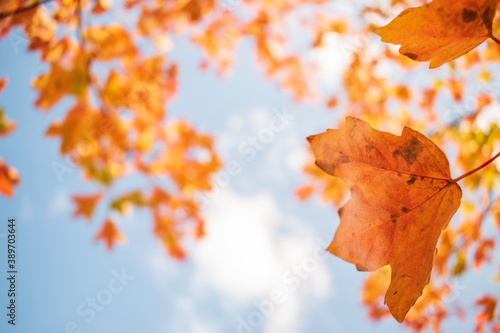 Bright and colorful autumn leaves patterns and backgrounds.