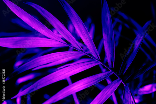 Closeup of neon light palm leaf on dark background. Purple exotic jungle foliage layout. Nightlife vibrant floral texture wallpaper.