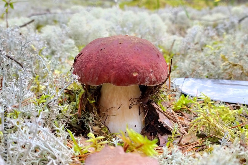 Mushrooms in the forest against the background of moss. White mushroom boletus. Autumn forest in Russia. Mushrooms in the forest against the background of moss. White mushroom boletus. Autumn forest in Russia.