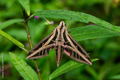 Dorsal view of an adult Banded Sphinx Moth (Eumorpha fasciatus) on milkweed leaves in daylight, Stuart, Florida, USA photo