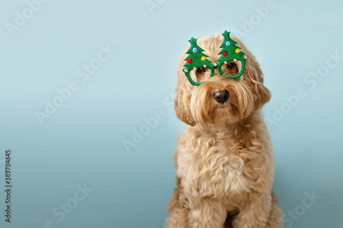 Sticker Dog wearing Christmas glasses