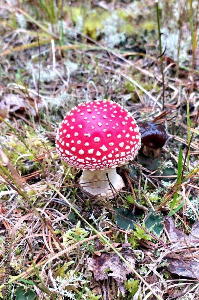 Mushrooms in the forest against the background of moss. Red amanita fly-tippers with white dots on the hat. Autumn forest in Russia. Mushrooms in the forest against the background of moss. Red amanita fly-tippers with white dots on the hat. Autumn forest in Russia.