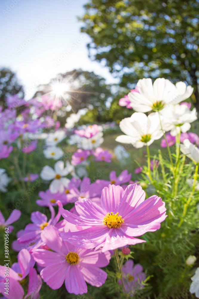 コスモスの花 コスモスの花