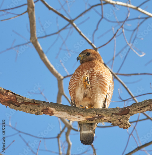 Red-shouldered Hawk photo