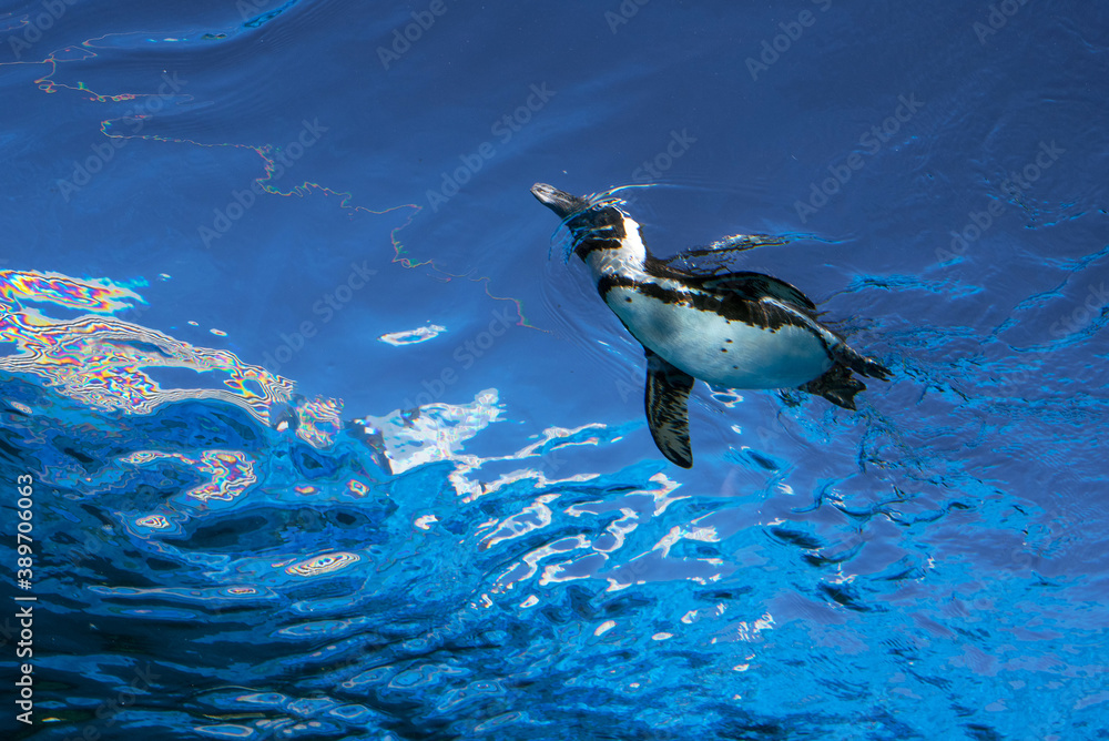 Low Angle View Of Penguin Swimming On Blue Water Surface 空飛ぶペンギン サンシャイン水族館 東京 Stock Photo Adobe Stock