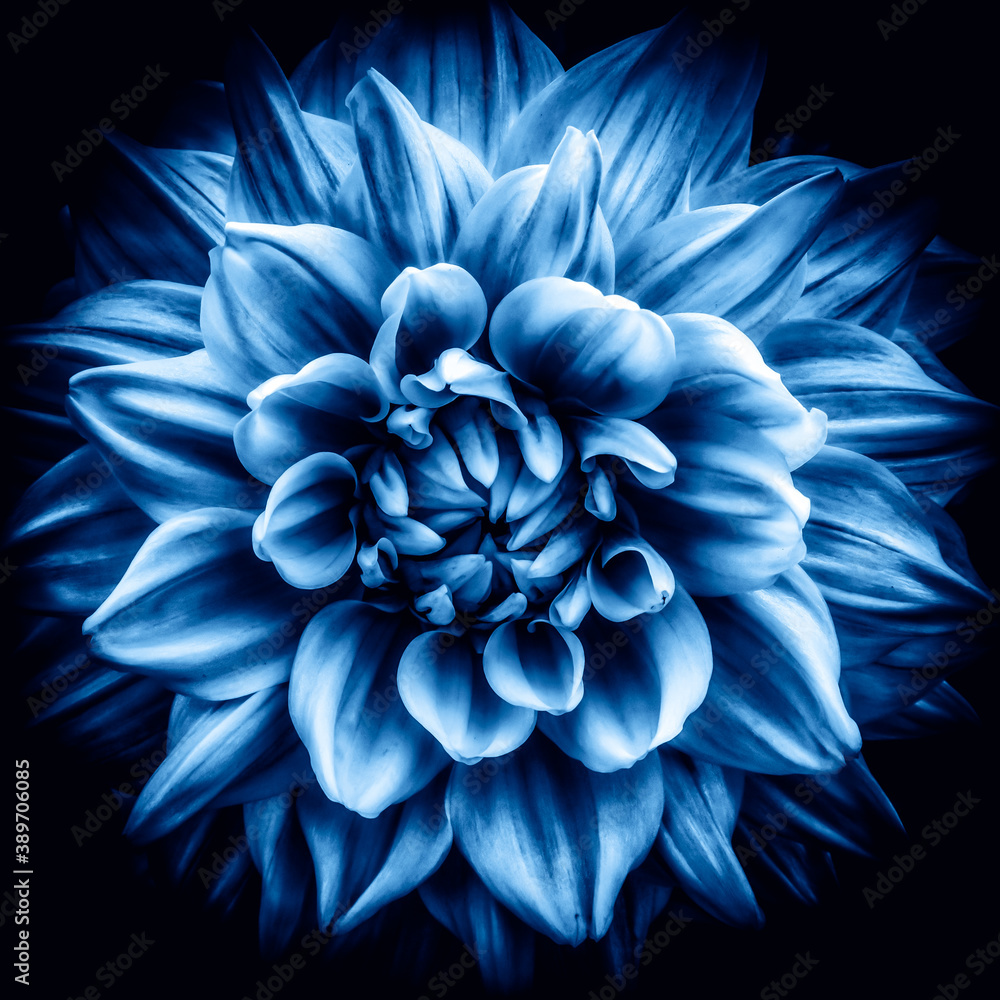 Makro HDR Blüte der Dahlie in blau Makro HDR Blüte der Dahlie in blau