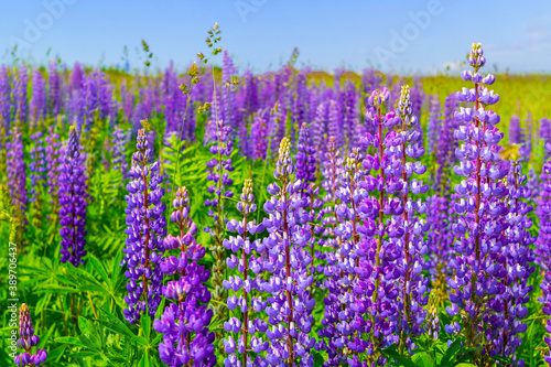 purple lupine flower closeup outdoors.Lupinus, lupin, lupine field with pink purple and blue flowers. Bunch of lupines summer flower background