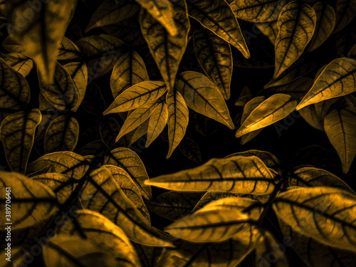 Beautiful abstract color black and yellow flowers on black background and gold flower frame and brown leaves texture  dark background  orange and gold love banner  brown and yellow background