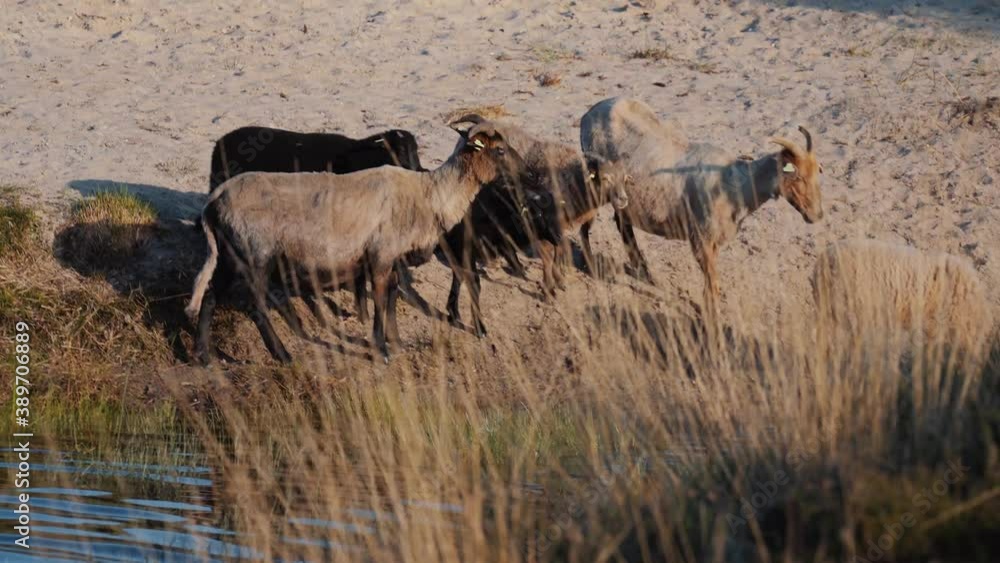 Sheep and goats gather at pond to drink, tracking long shot Sheep and goats gather at pond to drink, tracking long shot