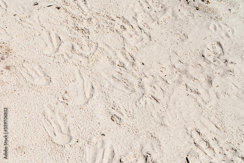 Volunteer Beach, Falkland Islands, UK - December 15, 2008: Closeup of King Penguin footprints in white-beige sand.